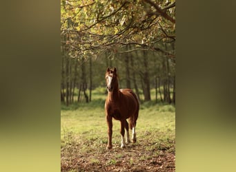 Welsh-C, Wallach, 4 Jahre, Fuchs Welsh-C, Wallach, 4 Jahre, Fuchs