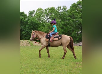 Welsh-C, Wallach, 5 Jahre, 124 cm, Champagne