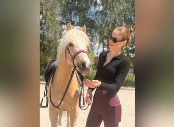 Welsh-C, Wallach, 5 Jahre, 132 cm, Palomino