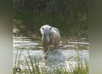 Welsh-C, Wallach, 5 Jahre, 133 cm, Palomino
