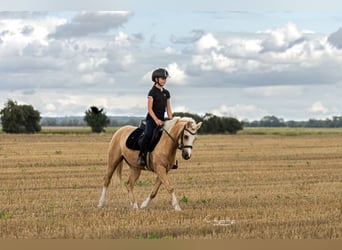Welsh-C, Wallach, 5 Jahre, 133 cm, Palomino