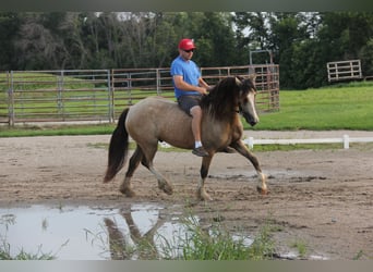 Welsh-C, Wallach, 5 Jahre, 142 cm, Buckskin