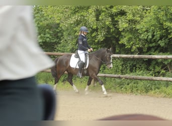 Welsh-C, Wallach, 5 Jahre, 143 cm, Rappe
