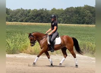 Welsh-C Mix, Wallach, 5 Jahre, 145 cm, Rotbrauner