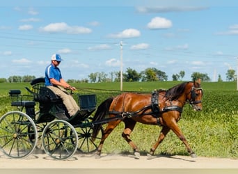 Welsh-C Mix, Wallach, 5 Jahre, 145 cm, Rotbrauner