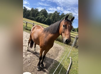 Welsh-C, Wallach, 5 Jahre, 155 cm, Brauner