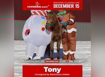 Welsh-C, Wallach, 6 Jahre, 124 cm, Champagne