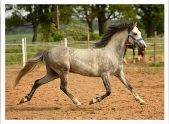 Welsh-C, Wallach, 6 Jahre, 137 cm, Schimmel