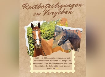 Welsh-C, Wallach, 6 Jahre, 139 cm, Dunkelfuchs