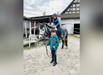 Welsh-C, Wallach, 6 Jahre, 142 cm, Apfelschimmel