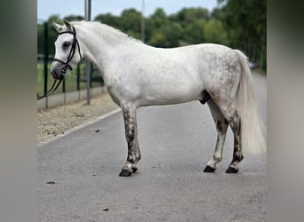 Welsh-C, Wallach, 7 Jahre, 131 cm, Apfelschimmel