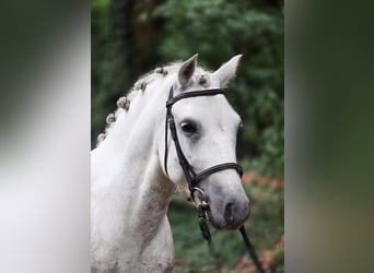 Welsh-C, Wallach, 7 Jahre, 131 cm, Apfelschimmel