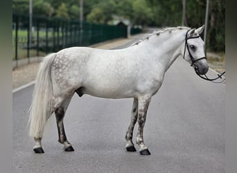 Welsh-C, Wallach, 7 Jahre, 131 cm, Apfelschimmel