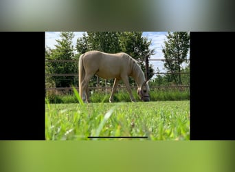 Welsh-C, Wallach, 7 Jahre, 133 cm, Palomino