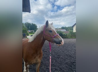 Welsh-C, Wallach, 8 Jahre, 132 cm