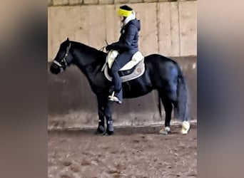 Welsh-C, Wallach, 9 Jahre, 134 cm, Rappe