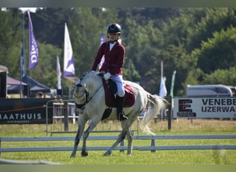 Welsh-C, Wallach, 9 Jahre, 136 cm, Blauschimmel