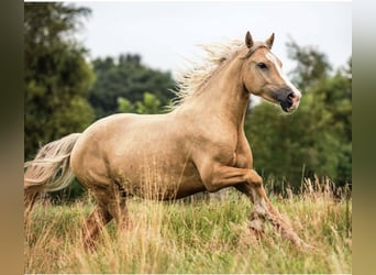 Welsh D (Cob), Gelding, 10 years, 14,3 hh, Palomino