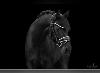 Welsh D (Cob), Gelding, 11 years, 14,1 hh, Black