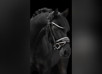 Welsh D (Cob), Gelding, 11 years, 14,1 hh, Black