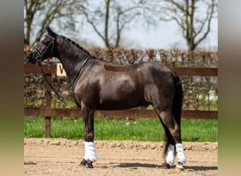 Welsh D (Cob), Gelding, 11 years, 14.1 hh, Smoky-Black