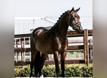 Welsh D (Cob), Gelding, 11 years, 14,2 hh, Bay-Dark