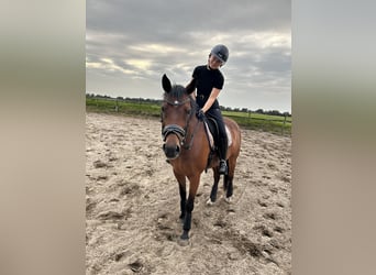 Welsh D (Cob), Gelding, 11 years, 15,1 hh, Brown