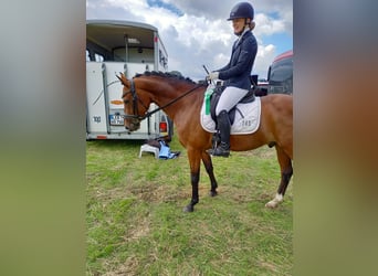 Welsh D (Cob), Gelding, 11 years, 15,1 hh, Brown