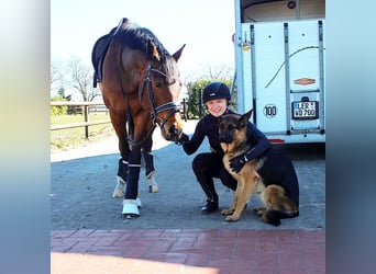 Welsh D (Cob), Gelding, 11 years, 15,1 hh, Brown