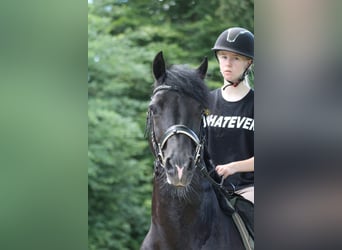 Welsh D (Cob), Gelding, 12 years, 14,1 hh, Black