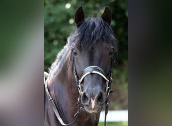 Welsh D (Cob), Gelding, 12 years, 14,1 hh, Black