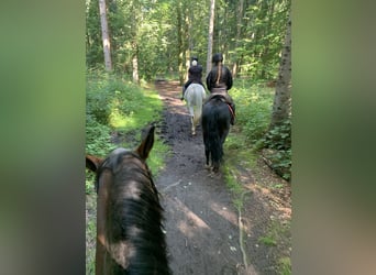 Welsh D (Cob), Gelding, 12 years, 14.1 hh, Black