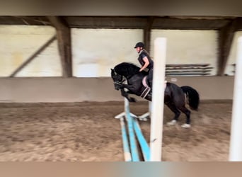 Welsh D (Cob), Gelding, 12 years, 14.1 hh, Black