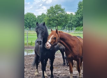 Welsh D (Cob), Gelding, 12 years, 14.1 hh, Black