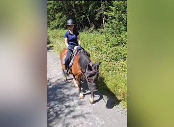 Welsh-D, Wallach, 12 Jahre, 15,1 hh, Brauner