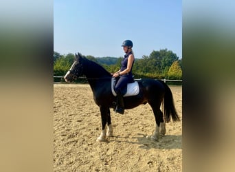 Welsh D (Cob), Gelding, 12 years, 15 hh, Black