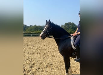 Welsh D (Cob), Gelding, 12 years, 15 hh, Black