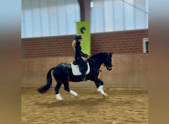 Welsh D (Cob), Gelding, 13 years, 14,3 hh, Black