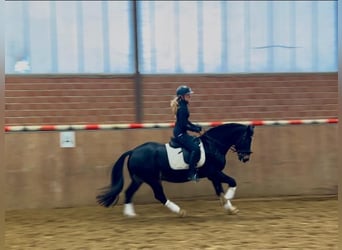 Welsh D (Cob), Gelding, 13 years, 14,3 hh, Black