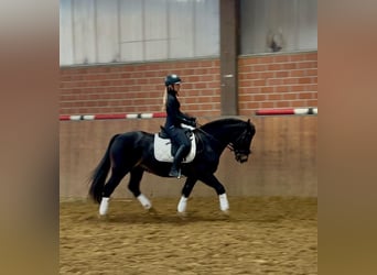 Welsh D (Cob), Gelding, 13 years, 14,3 hh, Black