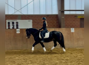 Welsh D (Cob), Gelding, 13 years, 14,3 hh, Black