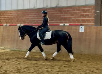 Welsh D (Cob), Gelding, 13 years, 14,3 hh, Black