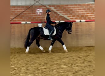 Welsh D (Cob), Gelding, 13 years, 14,3 hh, Black