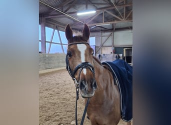 Welsh D (Cob), Gelding, 14 years, 14,1 hh, Chestnut