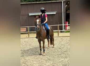 Welsh D (Cob), Gelding, 14 years, 14,1 hh, Chestnut