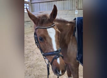 Welsh D (Cob), Gelding, 14 years, 14,1 hh, Chestnut