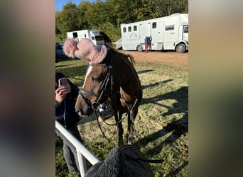 Welsh D (Cob), Gelding, 14 years, 14,1 hh, Chestnut