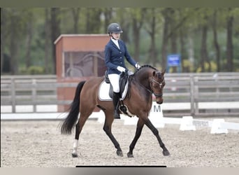 Welsh D (Cob), Gelding, 14 years, 14,2 hh, Bay