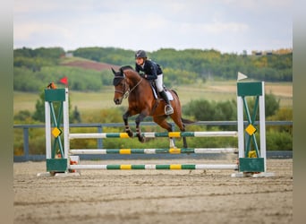 Welsh D (Cob), Gelding, 14 years, 14,2 hh, Bay