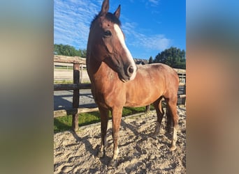 Welsh D (Cob), Gelding, 14 years, 14,2 hh, Brown